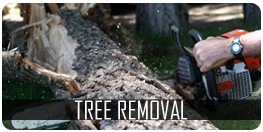 professional tree removal in Lloydminster, Alberta